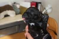 des brumes du blavet - Staffordshire Bull Terrier - Portée née le 12/08/2011