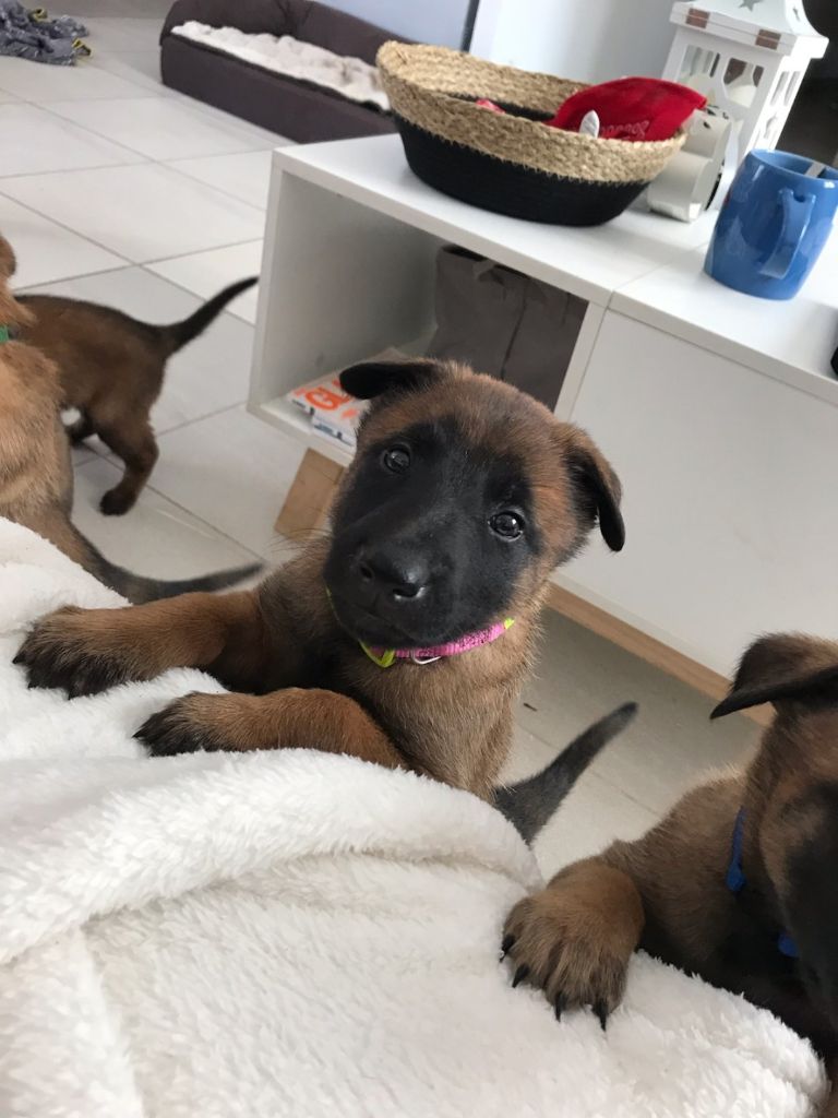 Chiots 