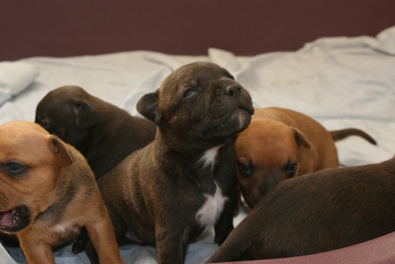 des brumes du blavet - Staffordshire Bull Terrier - Portée née le 12/08/2011