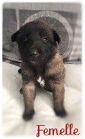 CHIOT