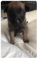 CHIOT