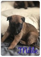 CHIOT