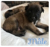 CHIOT