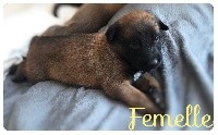 CHIOT