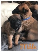 CHIOT